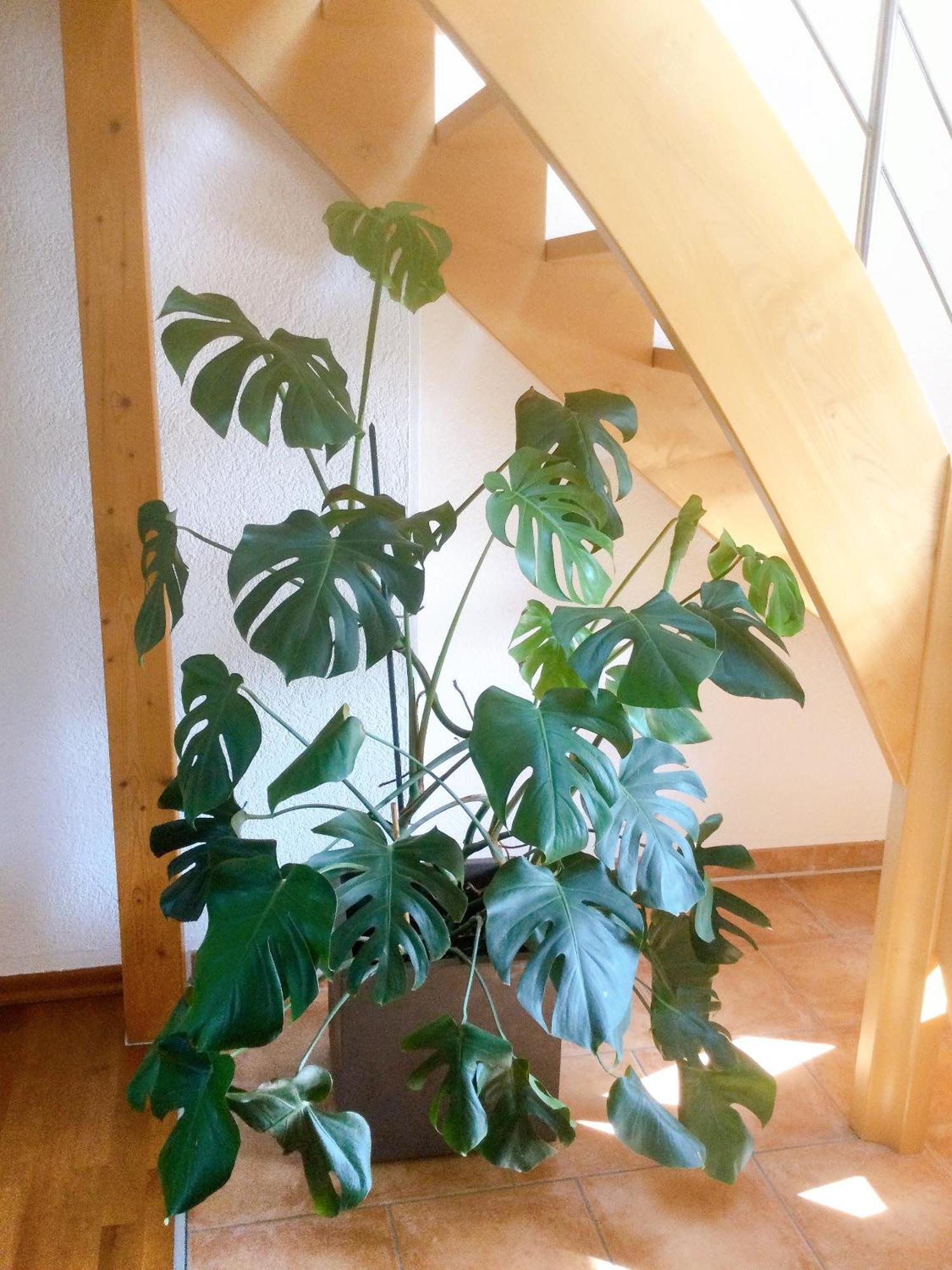 Wohnung Mit Stil トロイスドルフ エクステリア 写真